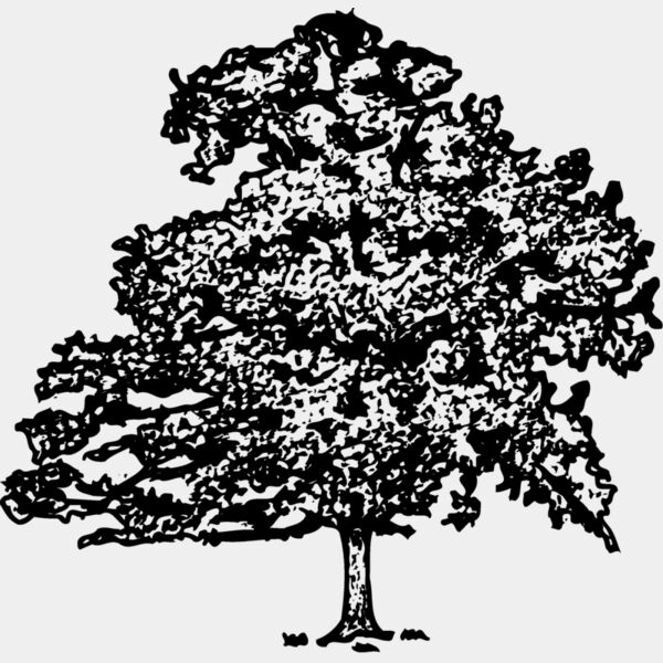 TREE0013 Thumbnail